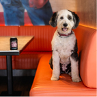 SOHO Vineyard 4 web April 2026.jpg