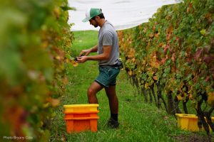 Amongst the vines for the 2016 harvest. COPYRIGHT GULF NEWS