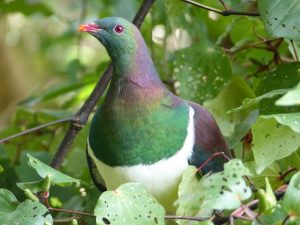 Kereru at Whakanewha. Photo Rose Davis COPYRIGHT Gulf News