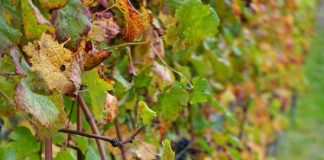 2016 Harvest Frenchmans Hill grapes wines Photo B COLE