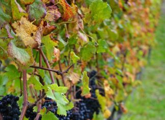 2016 Harvest Frenchmans Hill grapes wines Photo B COLE