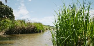 Wetlands workshop, sup