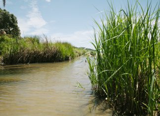 Wetlands workshop, sup
