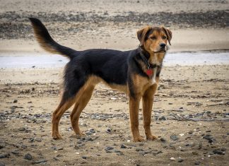 Proposed changes to dog rules