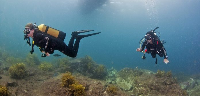 Waiheke High School Dive Trip