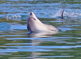 DOLPHINS in Huruhi Bay
