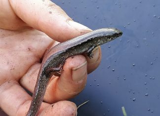 Copper skinks have been moved from Tawaipareira Reserve