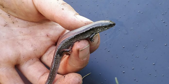 Copper skinks have been moved from Tawaipareira Reserve