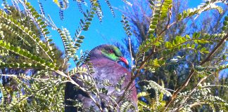 Kereru in Kowhai Photo Helen Escot