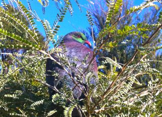 Kereru in Kowhai Photo Helen Escot