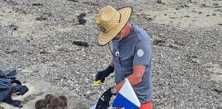 The next underwater gardening session is on Sunday, 23 January 2022. Snorkellers and eaters are required as all removed kina (pictured) is eaten, while the shells can be composted.