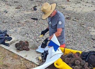 The next underwater gardening session is on Sunday, 23 January 2022. Snorkellers and eaters are required as all removed kina (pictured) is eaten, while the shells can be composted.