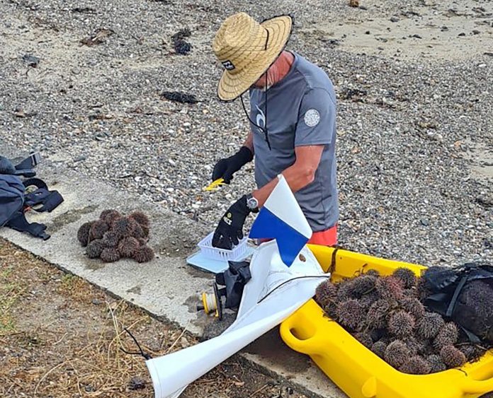 The next underwater gardening session is on Sunday, 23 January 2022. Snorkellers and eaters are required as all removed kina (pictured) is eaten, while the shells can be composted.