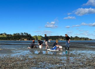 Dolphin Rescue Whakanewha