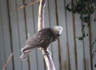 N-Native-bird-rescue-New-kākā-nests-found-in-Rocky-Bay