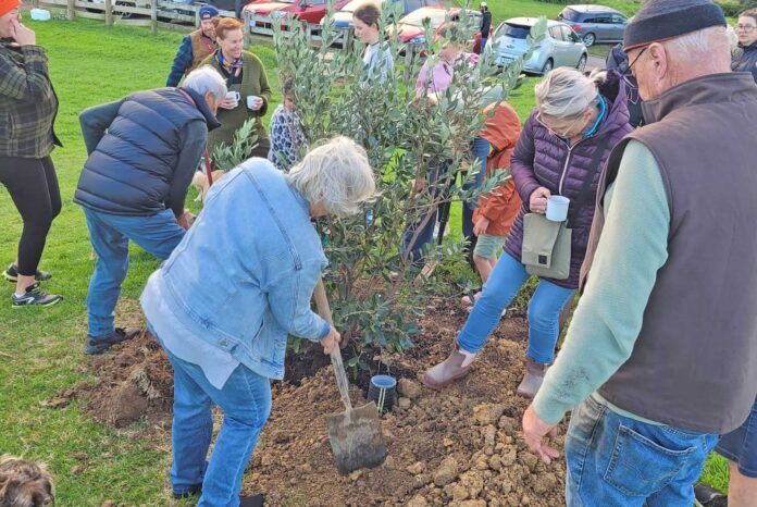 planting