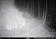 Waiheke first Kiwi chick hatches…more to come