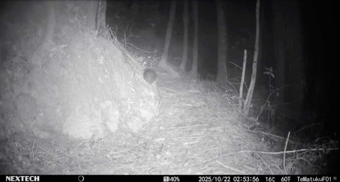 N-WEBSITE-KIWI-CHICK-Trail-cam-footage-shows-that-the-chick-has-been-exploring-the-area-around-the-nest-site.-SUP-web