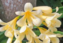 Treasure at Jassy Dean plant sale