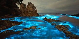 ‘Magical’ and ‘spectacular’: Nature puts on a luminescent lightshow