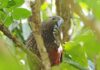 Kākā numbers soar to new heights