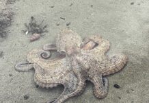 ‘An octopus stole my car keys!’