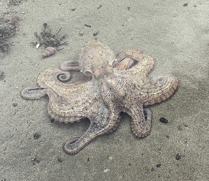 Octo