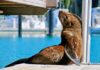 Local celebrity kekeno seals superstardom