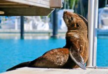 Local celebrity kekeno seals superstardom