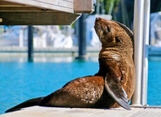Local celebrity kekeno seals superstardom