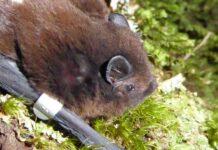 Bat signals: the hunt to discover bats at Whakanewha