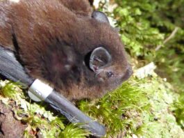 Bat signals: the hunt to discover bats at Whakanewha