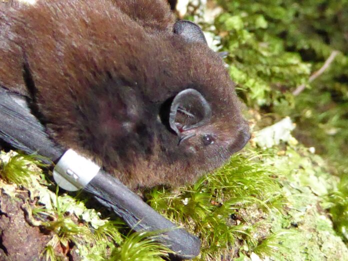Bat