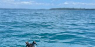 Shots across Minister’s bow over marine reserve delays
